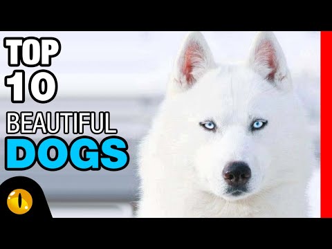 TOP 10 BEAUTIFUL DOG BREEDS