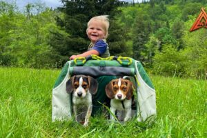 Tent Camping With Cutest Beagle Puppies Ever!