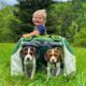 Tent Camping With Cutest Beagle Puppies Ever!