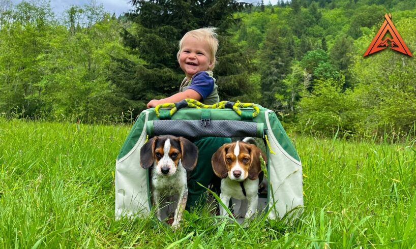 Tent Camping With Cutest Beagle Puppies Ever!