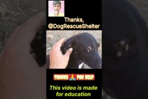 Thanks 🙏 for help. Thank you 😊, @DogRescueShelter . #shorts #pochakola #animals #dogs #dog