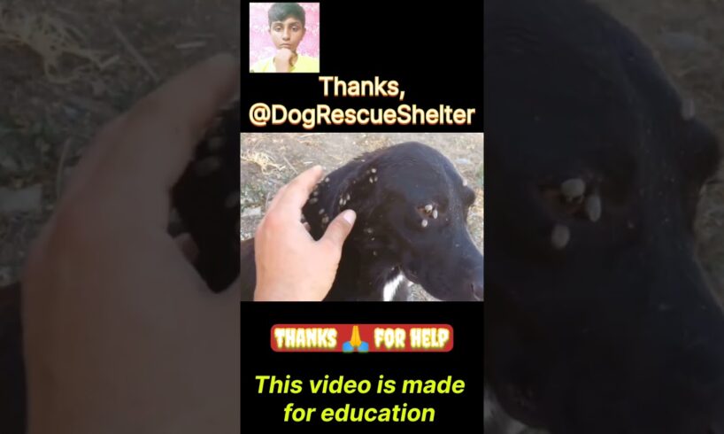 Thanks 🙏 for help. Thank you 😊, @DogRescueShelter . #shorts #pochakola #animals #dogs #dog