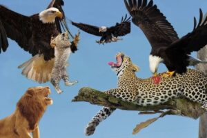 The Best Of Eagle Attacks Most Amazing Moments Of Wild Animal Fights 2024