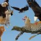 The Best Of Eagle Attacks Most Amazing Moments Of Wild Animal Fights 2024