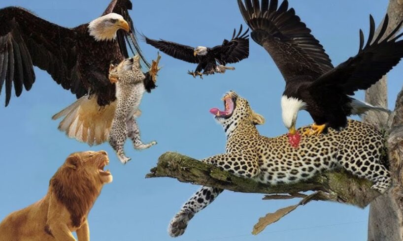 The Best Of Eagle Attacks Most Amazing Moments Of Wild Animal Fights 2024