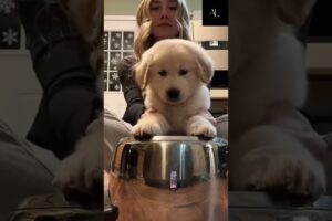 The Cutest Drummer —Prepare to Melt | #cuteanimalscompilation #cute  #furbabie #funnyshort