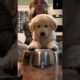 The Cutest Drummer —Prepare to Melt | #cuteanimalscompilation #cute  #furbabie #funnyshort