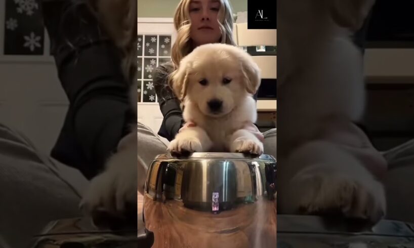 The Cutest Drummer —Prepare to Melt | #cuteanimalscompilation #cute  #furbabie #funnyshort