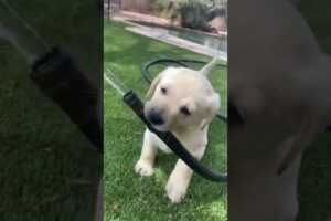 The Cutest Labrador Puppies Ever! (Pt. 1)