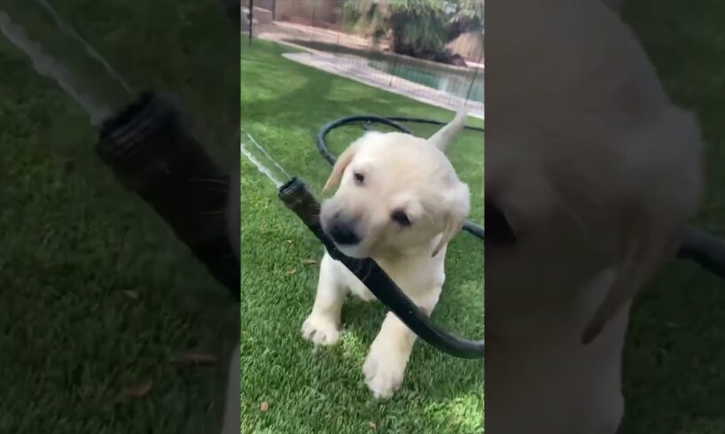 The Cutest Labrador Puppies Ever! (Pt. 1)