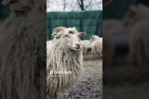 The Cutest Sheep Video #shorts #youtubeshorts