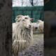 The Cutest Sheep Video #shorts #youtubeshorts