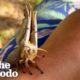 The Cutest Wildlife Rescues Ever | The Dodo