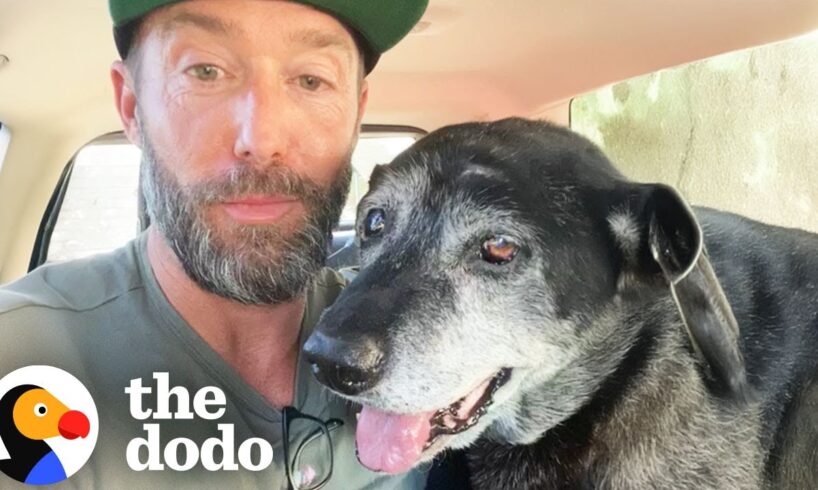 The Happiest Dog Rescue Stories | The Dodo