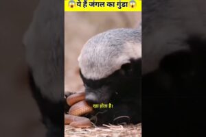 The Jungle’s Toughest Fighter: Honey Badger vs Cobra Showdown #sciencefacts