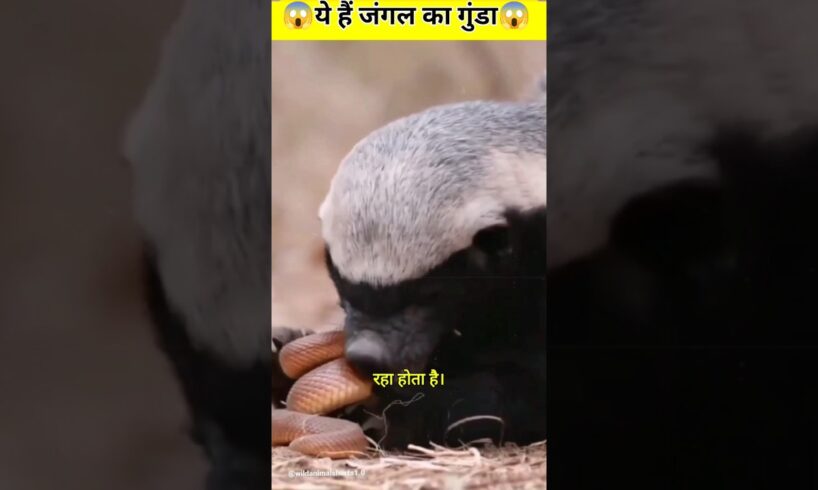 The Jungle’s Toughest Fighter: Honey Badger vs Cobra Showdown #sciencefacts