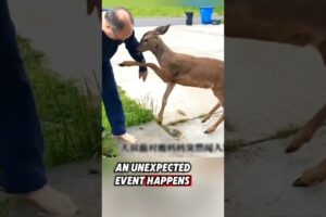 The Man Rescued A Baby Deer And Then..We Love animals ❤️ #rescue #deer