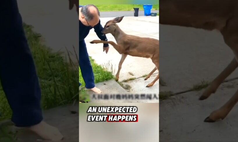 The Man Rescued A Baby Deer And Then..We Love animals ❤️ #rescue #deer