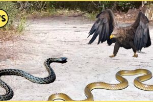 The Most Incredible Attacks of The Eagles Against The Snakes | Animal Fights