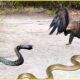 The Most Incredible Attacks of The Eagles Against The Snakes | Animal Fights