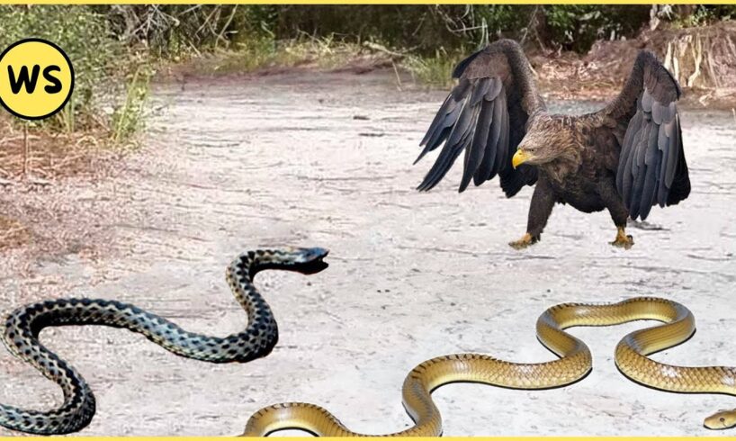 The Most Incredible Attacks of The Eagles Against The Snakes | Animal Fights