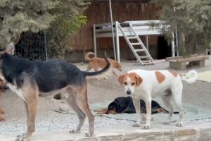 The New Sick German Shepherd is making New Friends! - Takis Shelter