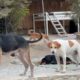 The New Sick German Shepherd is making New Friends! - Takis Shelter