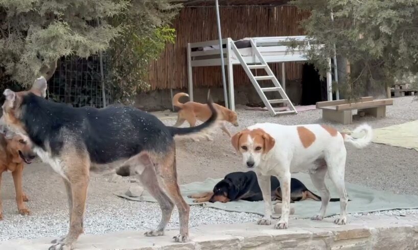 The New Sick German Shepherd is making New Friends! - Takis Shelter