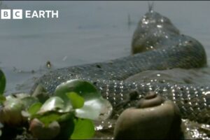 The Pantanal: The Land of Giant Animals | How Nature Works | BBC Earth