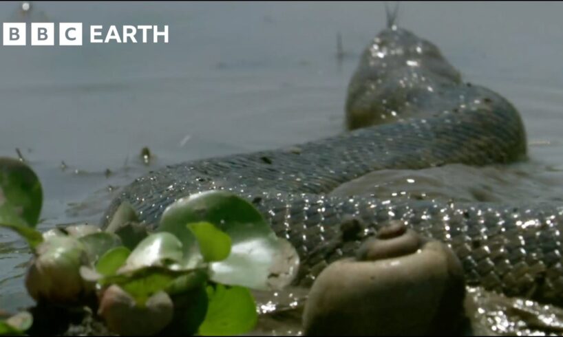 The Pantanal: The Land of Giant Animals | How Nature Works | BBC Earth