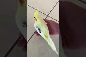 The Right Way of Picking up a Banana