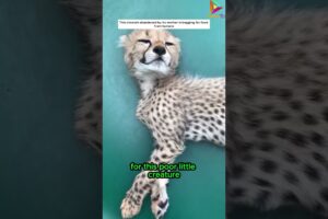 The Story of a Cheetah Found and Rescued #animals #rescue #shortvideo #shorts