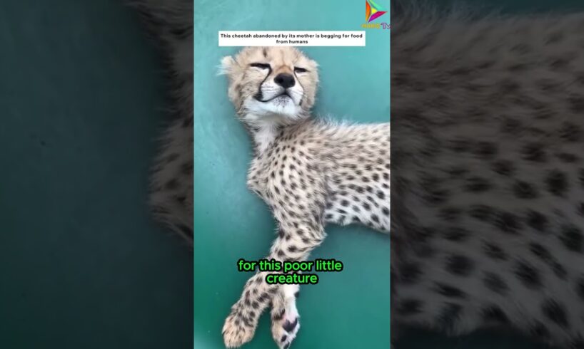 The Story of a Cheetah Found and Rescued #animals #rescue #shortvideo #shorts