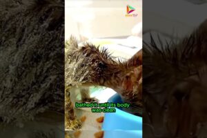 The Story of the Rescue of a Cat Trapped in Mouse Glue #animals #cat #rescue #shortvideo #shorts