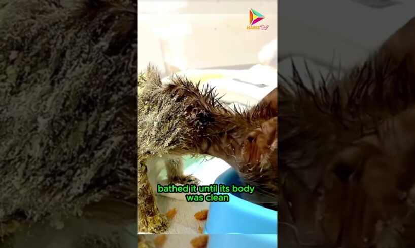 The Story of the Rescue of a Cat Trapped in Mouse Glue #animals #cat #rescue #shortvideo #shorts