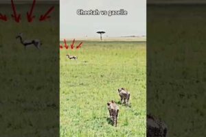 The cheetah failed to catch its prey #trending #shorts #short #animals #cheetah #wildlife #gazelle