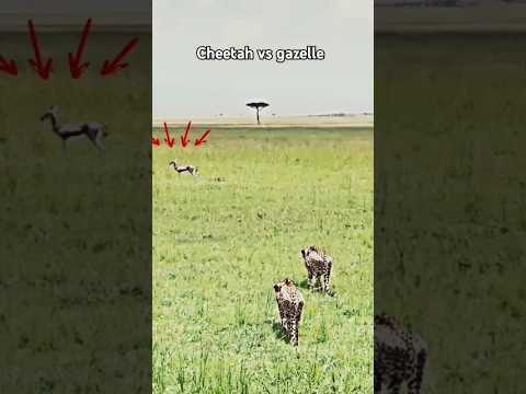 The cheetah failed to catch its prey #trending #shorts #short #animals #cheetah #wildlife #gazelle