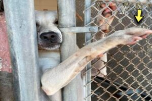 The dog extends his paw to everyone who passes by the shelter, hoping that