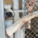 The dog extends his paw to everyone who passes by the shelter, hoping that