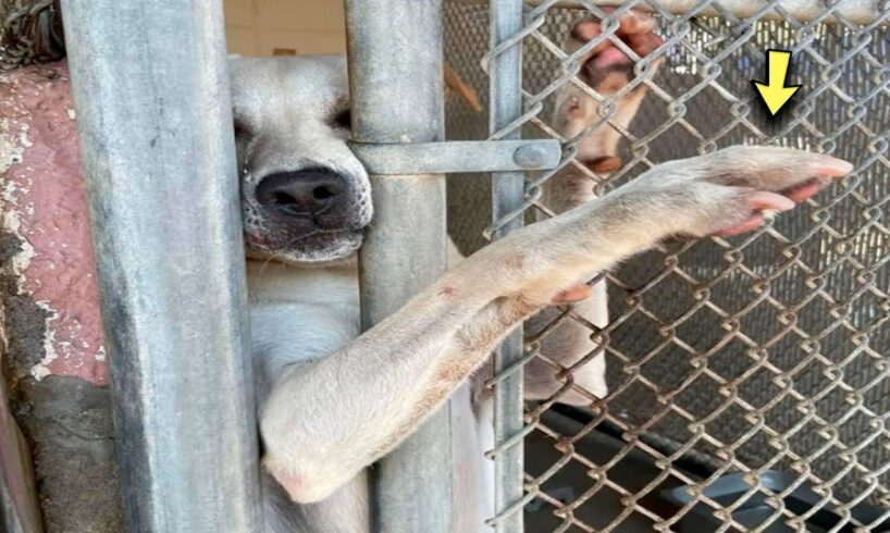 The dog extends his paw to everyone who passes by the shelter, hoping that