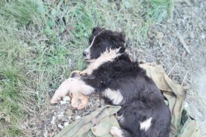 The dog was left behind by his drunk owner, he cried in vain as he couldn't walk