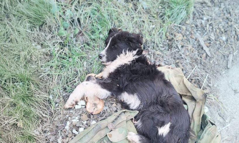 The dog was left behind by his drunk owner, he cried in vain as he couldn't walk