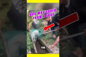 The dog was saved from a bear trap #animals #animalsrescue #dogs #kindness #animalshelter