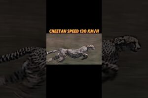 The fastest creature on land #trending #animals #lion #horse #cheetah #springbok #viralvideo #short