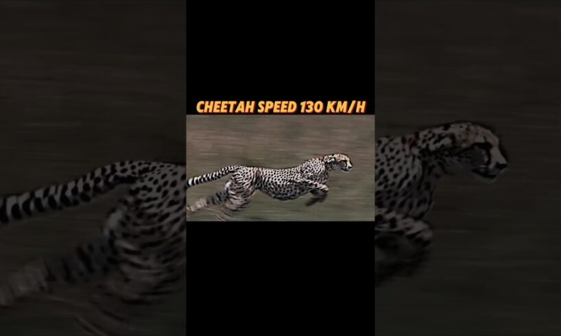 The fastest creature on land #trending #animals #lion #horse #cheetah #springbok #viralvideo #short