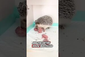 The kind man rescued a helpless hedgehog and helped it to give birth ❤️ #rescue #hedgehog