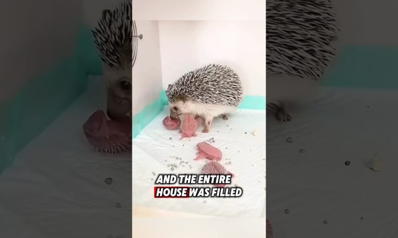 The kind man rescued a helpless hedgehog and helped it to give birth ❤️ #rescue #hedgehog