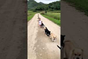 The little baby leads a group of puppies, so cute!  CUBE interactive video  rural life  childhood