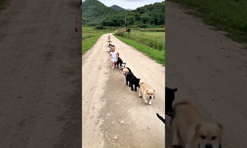 The little baby leads a group of puppies, so cute!  CUBE interactive video  rural life  childhood