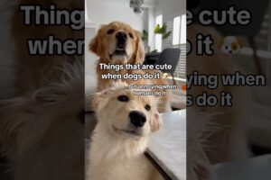 Things that are cute only when dogs do it 😂 #dogshorts #goldenretriever #puppy #puppies #dogs